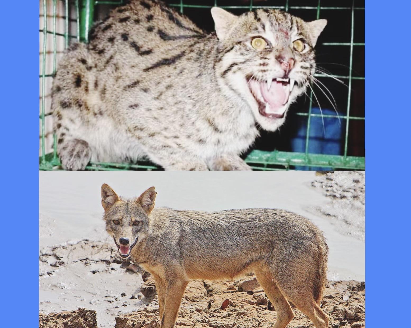 বালাগঞ্জে মেছোবাঘ ও শেয়ালের  আক্রমণে ৫ জন আহত!